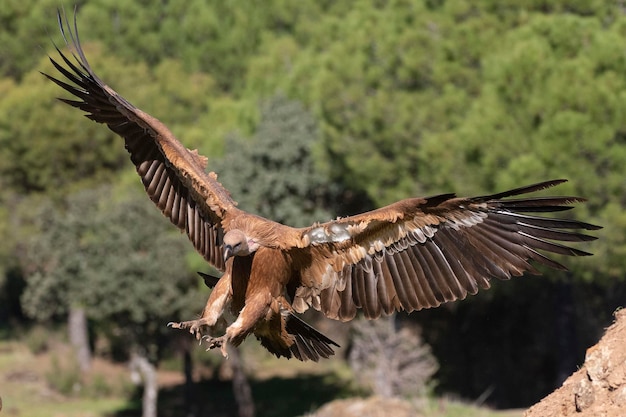 Buitre leonado Gyps fulvus Ávila España