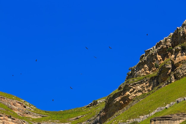 El buitre leonado (Gyps fulvus) vuela en el cielo sobre las montañas en el norte del Cáucaso en Rusia