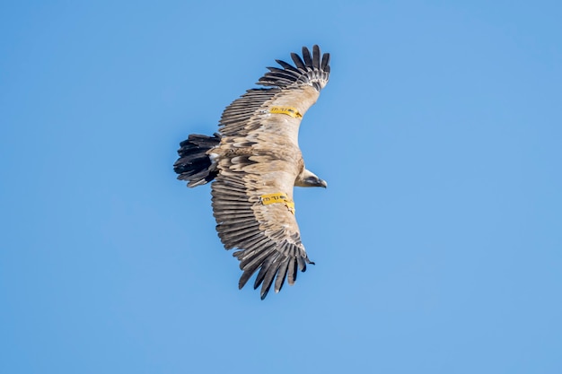 Buitre leonado (Gyps fulvus) en vuelo, Alcoy, Comunidad Valenciana, España.