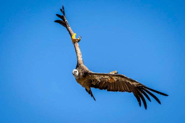 Buitre leonado (Gyps fulvus) en vuelo, Alcoy, Comunidad Valenciana, España.