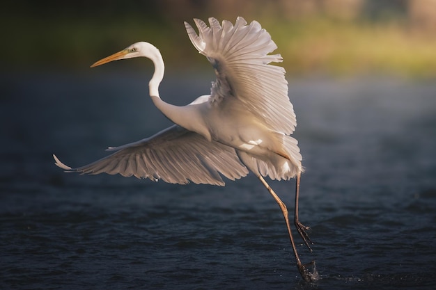 Buitre leonado Gyps fulvus