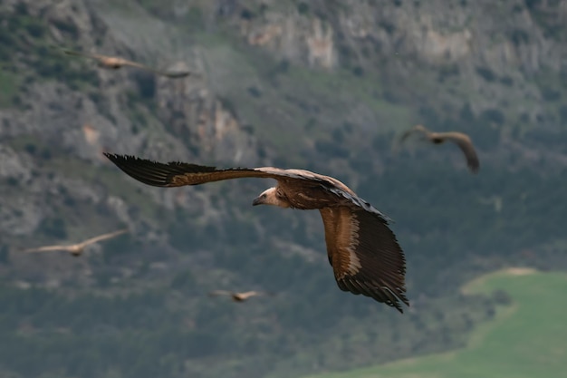 Buitre leonado Gyps fulvus