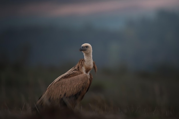 Buitre leonado Gyps fulvus