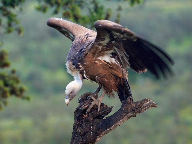 Buitre leonado Gyps fulvus