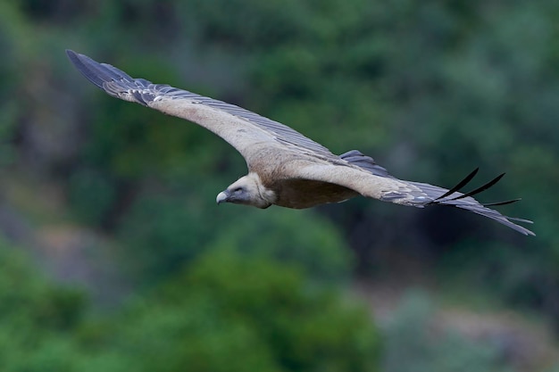 Foto buitre leonado gyps fulvus