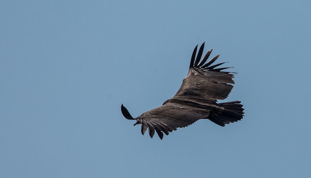 Buitre leonado del Himalaya Gyps himalayensis volando en el cielo