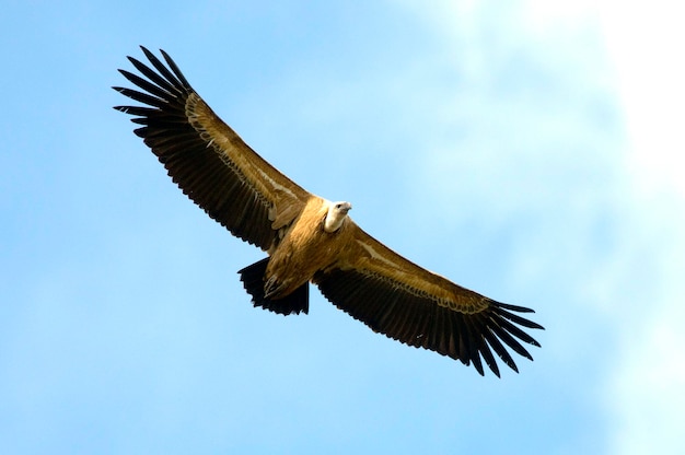 buitre leonado en jarandilla