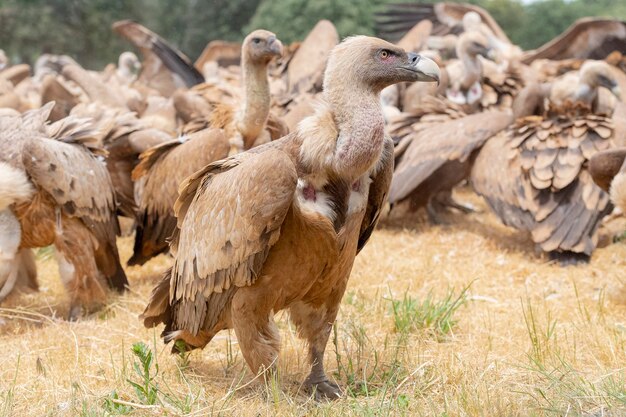 Buitre leonado o buitre leonado euroasiático Gyps fulvus Salamanca España