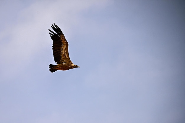 Buitre leonado o Gyps fulvus en vuelo