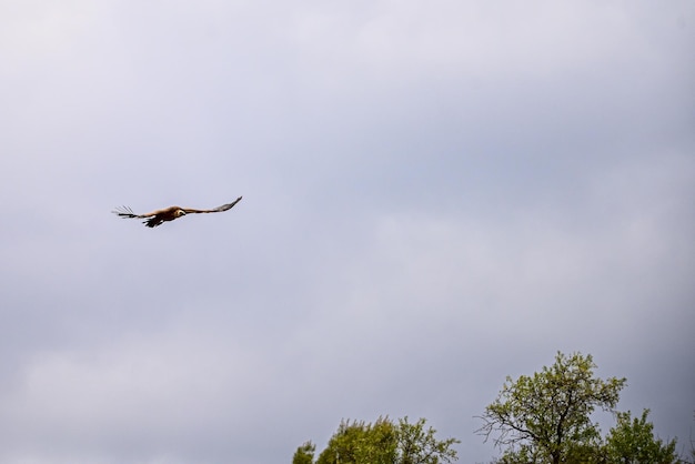 Buitre leonado o Gyps fulvus en vuelo