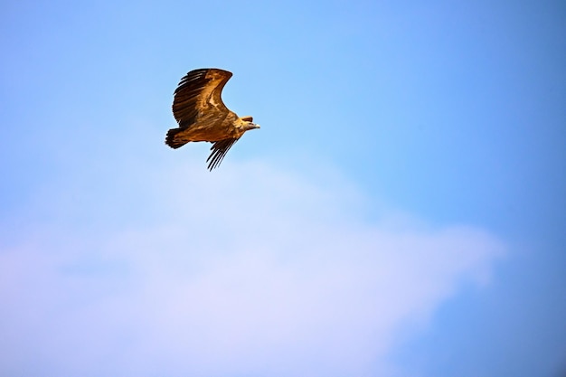 Buitre leonado o Gyps fulvus en vuelo