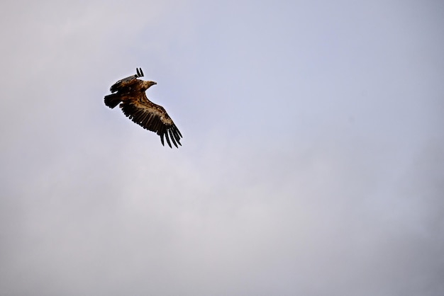 Buitre leonado o Gyps fulvus en vuelo