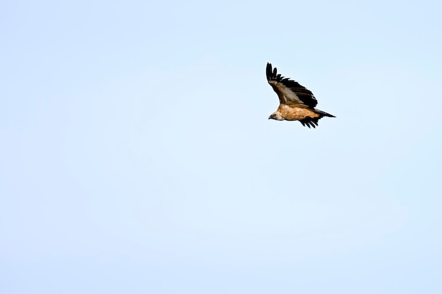 Buitre leonado o Gyps fulvus en vuelo