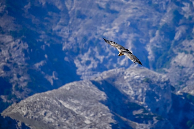 Buitre leonado o Gyps fulvus en vuelo