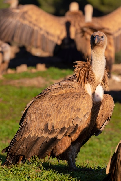 Buitre leonado o leonado euroasiático (Gyps fulvus) Málaga, España