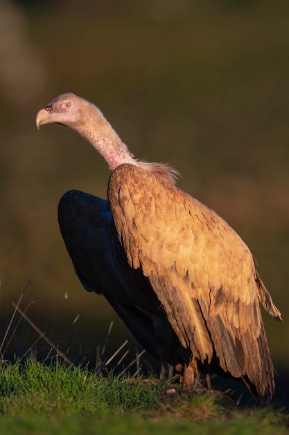 Buitre leonado o leonado euroasiático (Gyps fulvus) Málaga, España