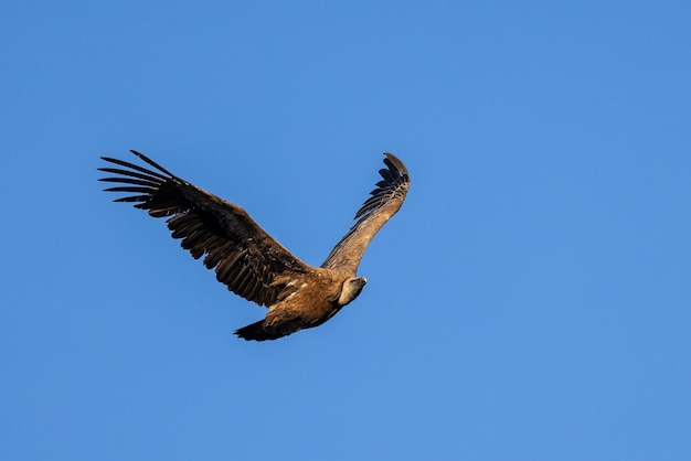 Buitre leonado. Pájaro en vuelo.