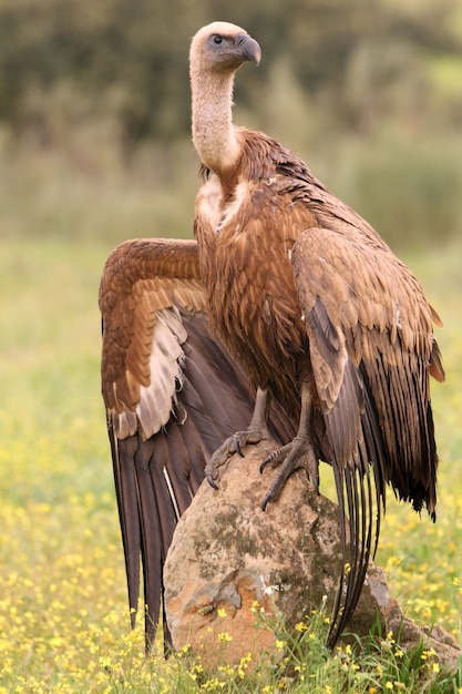 Buitre leonado con las primeras luces de la mañana