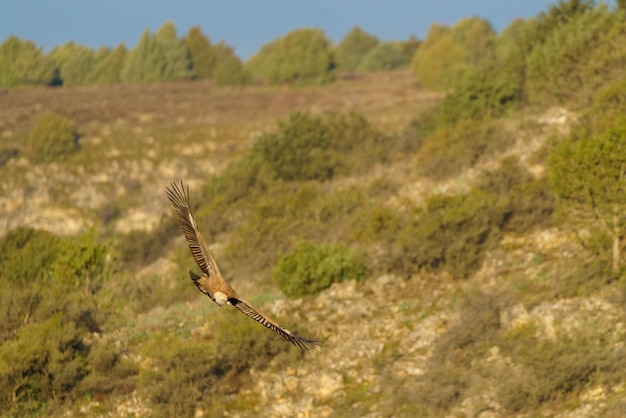 Buitre leonado volando sobre los árboles con hojas verdes en primavera al atardecer