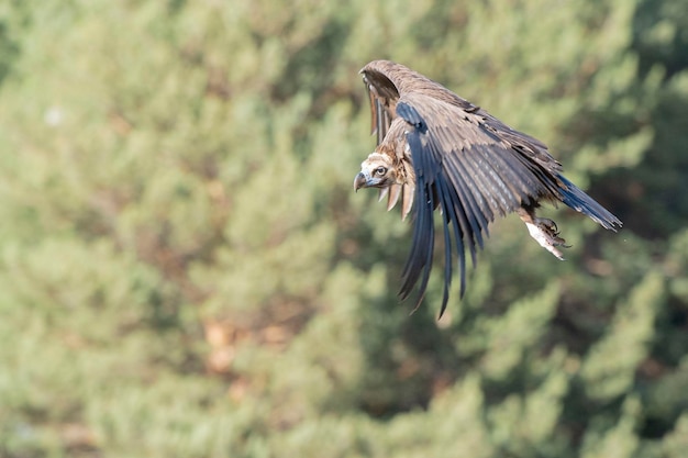 Buitre negro Aegypius monachus Ávila España