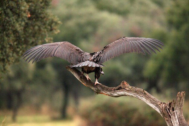 Foto un buitre negro aegypus monachus abre sus alas con una envergadura de más de dos metros y medio