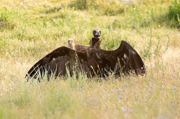 Buitre negro en un bosque de montaña mediterráneo con la primera luz de un día de primavera