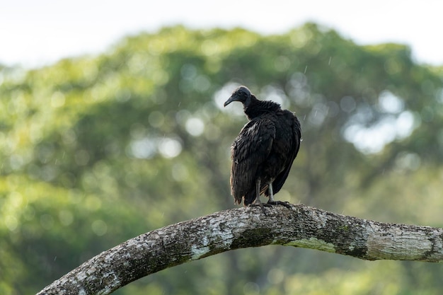 Foto el buitre negro coragyps atratus se encuentra en la selva tropical.