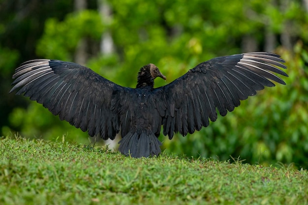 Foto el buitre negro coragyps atratus secando sus alas foto de stock