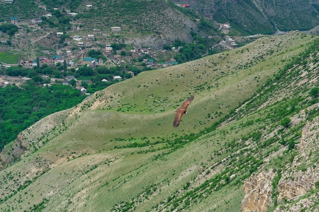 Buitre negro se eleva sobre una zona montañosa en Daguestán