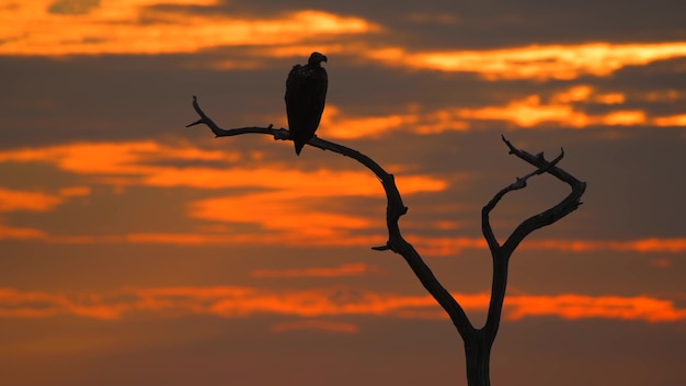 Un buitre sentado en un árbol con el telón de fondo de la puesta de sol