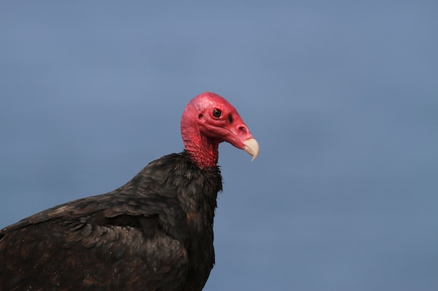 Foto buitre de turquía