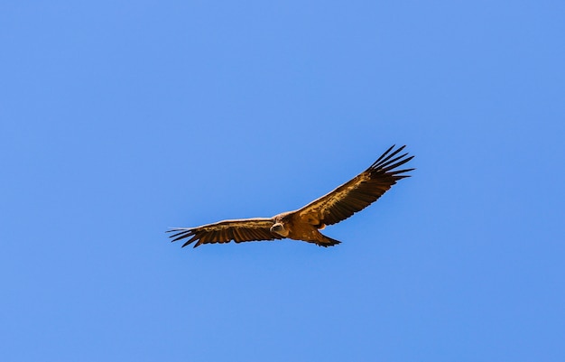 Buitre volando entre el cielo azul