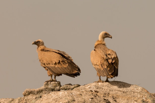 Buitres adultos marrones en una piedra grande