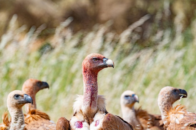 Buitres en la naturaleza entre hierba alta