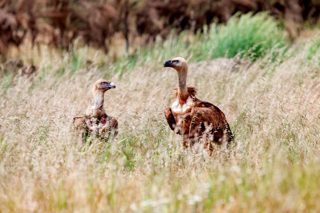 Buitres salvajes en la naturaleza