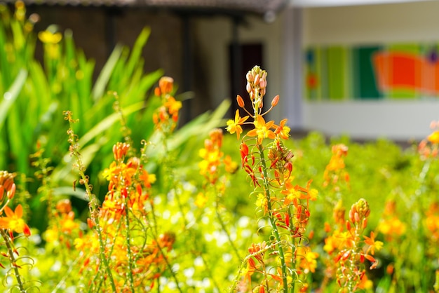 Bulbine frutescens é uma espécie de planta com flor no gênero Bulbine