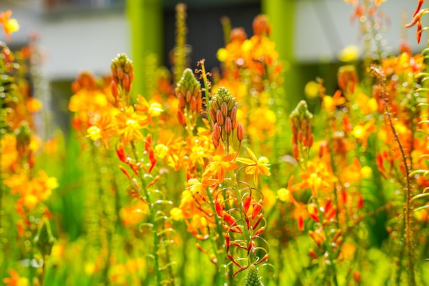 Bulbine frutescens é uma espécie de planta com flor no gênero Bulbine