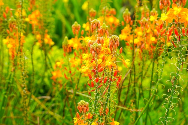 Bulbine frutescens es una especie de planta con flores del género Bulbine