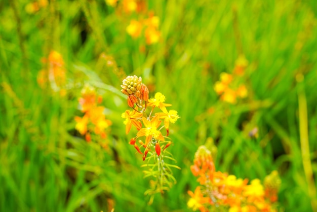 Bulbine frutescens es una especie de planta con flores del género Bulbine