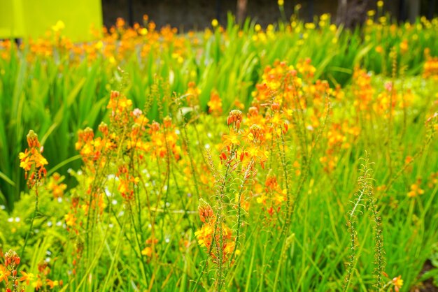 Bulbine frutescens es una especie de planta con flores del género Bulbine