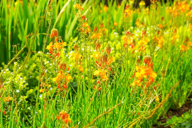 Bulbine frutescens es una especie de planta con flores del género Bulbine