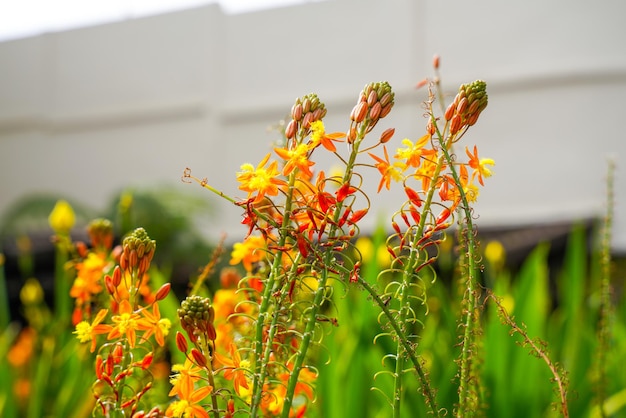 Bulbine frutescens es una especie de planta con flores del género Bulbine