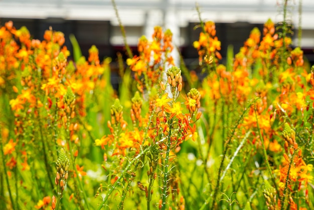 Bulbine frutescens es una especie de planta con flores del género Bulbine