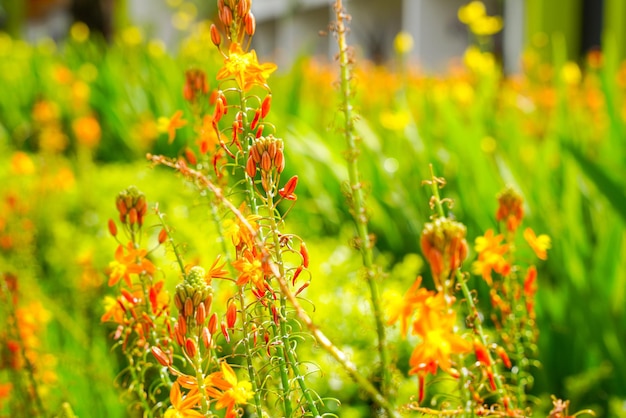 Bulbine frutescens ist eine Pflanzenart aus der Gattung Bulbine, die im südlichen Afrika beheimatet ist