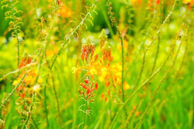 Bulbine frutescens ist eine Pflanzenart aus der Gattung Bulbine