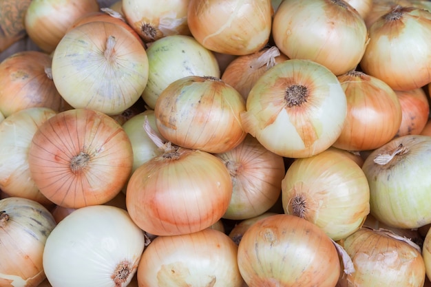 Bulbo de cebolla blanca en el mercado,