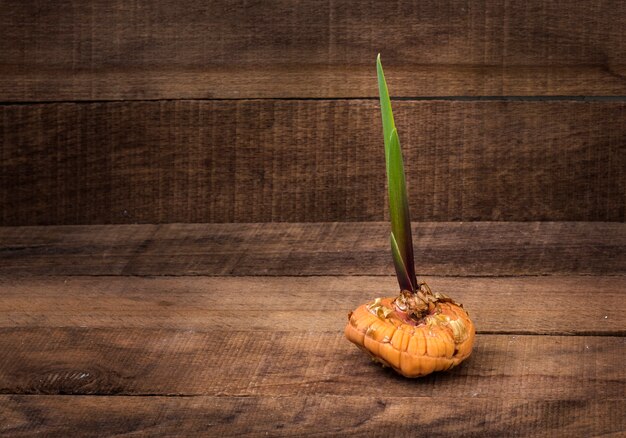 Bulbo de gladíolo germinado na mesa de madeira rústica com espaço de cópia.