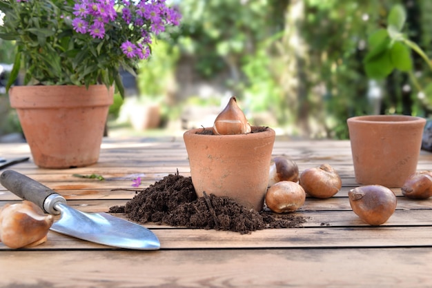 Bulbo de flores en una maceta de terracota entre la suciedad en una mesa de jardín de madera