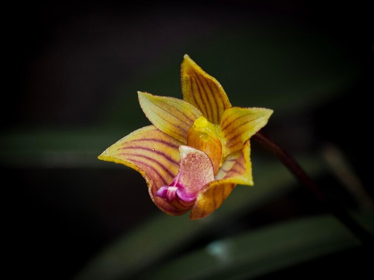 Bulbophyllum capilipes