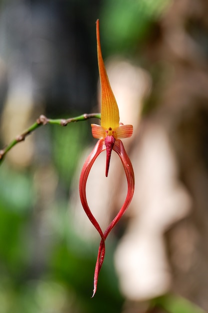 Bulbophyllum echinolabium flor de la orquídea que florece